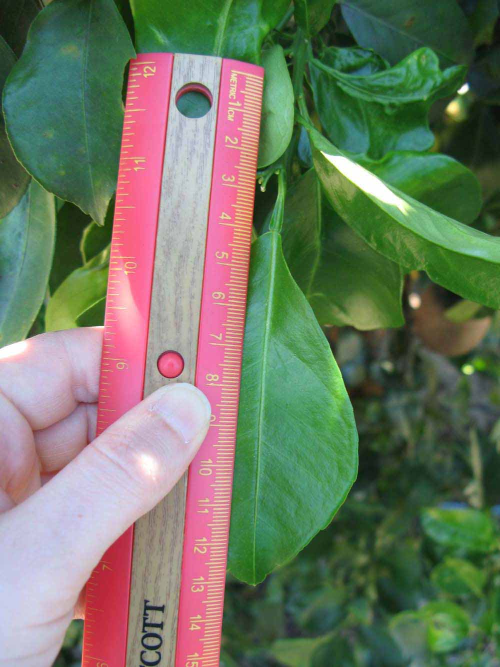            Unifoliolate leaf (Winter Haven, FL)   